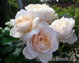 Crocus Rose® Crocus Rose®