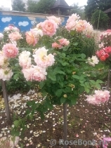 Rose des Cisterciens Rose des Cisterciens