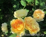 Golden Celebration® Golden Celebration®