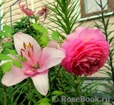 Jubilee Celebration® Jubilee Celebration®