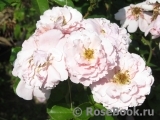 Twiggy’s Rose Twiggy’s Rose