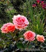 Ashram Ashram