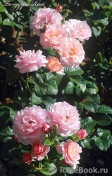 Twiggy’s Rose Twiggy’s Rose