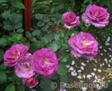 Violette Parfumee Violette Parfumee