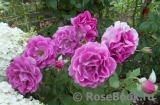 Violette Parfumee Violette Parfumee