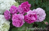 Violette Parfumee Violette Parfumee
