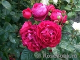 Ascot Ascot