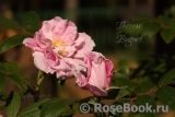 Therese Bugnet Therese Bugnet