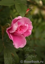 Therese Bugnet Therese Bugnet