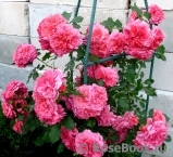 Rosarium Uetersen Rosarium Uetersen
