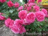Rosarium Uetersen Rosarium Uetersen