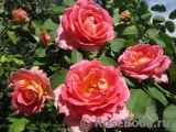 Rose des Cisterciens Rose des Cisterciens