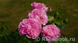 Mary Rose Mary Rose