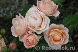 Dolce Vita1 Dolce Vita1