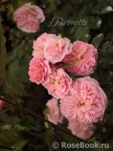 Pirouette™ Pirouette™