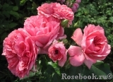 Rosarium Uetersen Rosarium Uetersen