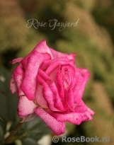 Rose Gaujard Rose Gaujard