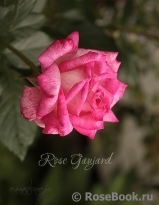 Rose Gaujard Rose Gaujard