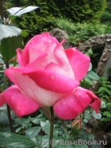 Rose Gaujard Rose Gaujard