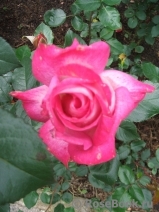 Rose Gaujard Rose Gaujard