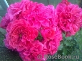 Rosarium Uetersen Rosarium Uetersen