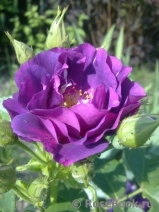 Rhapsody in Blue Rhapsody in Blue