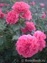 Rosarium Uetersen Rosarium Uetersen