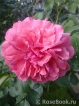 Rosarium Uetersen Rosarium Uetersen