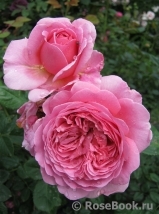 Princess Alexandra of Kent Princess Alexandra of Kent