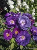 Rhapsody in Blue Rhapsody in Blue