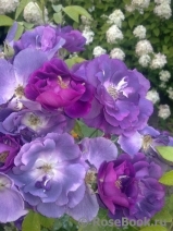 Rhapsody in Blue Rhapsody in Blue