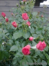 Rosarium Uetersen Rosarium Uetersen