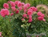 Rosarium Uetersen Rosarium Uetersen