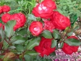 Planten un Blomen® Planten un Blomen®