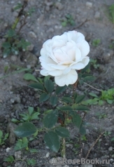 Claire de Lune Claire de Lune