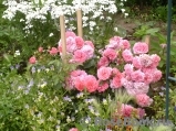 Rosarium Uetersen Rosarium Uetersen
