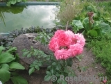Rosarium Uetersen Rosarium Uetersen