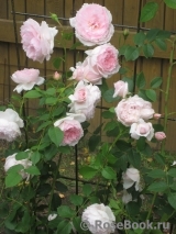 The Wedgwood Rose The Wedgwood Rose