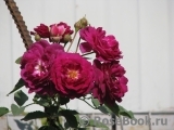 Rosengarten Zweibrücken ® Rosengarten Zweibrücken ®