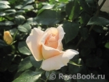 Lions Rose Lions Rose