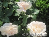 Lions Rose Lions Rose