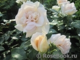 Lions Rose Lions Rose