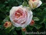 A Shropshire Lad A Shropshire Lad