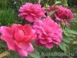 Sophy’s Rose Sophy’s Rose