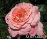 Augusta Luise Augusta Luise
