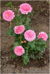Princess Alexandra of Kent Princess Alexandra of Kent