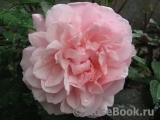 Pink Gruss an Aachen Pink Gruss an Aachen