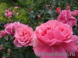 Rosarium Uetersen Rosarium Uetersen
