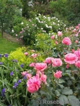 Rosarium Uetersen Rosarium Uetersen