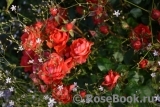 Baby Baccara ® Baby Baccara ®